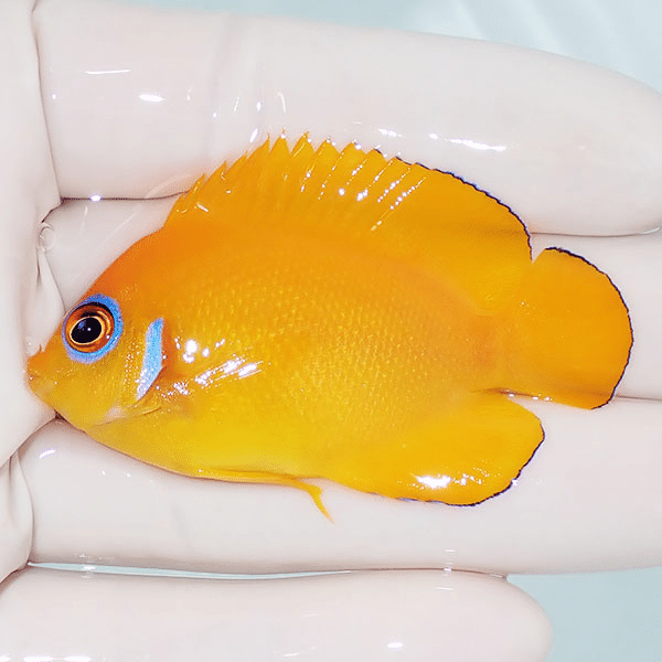 【現物3】レモンピール 5.8cm±