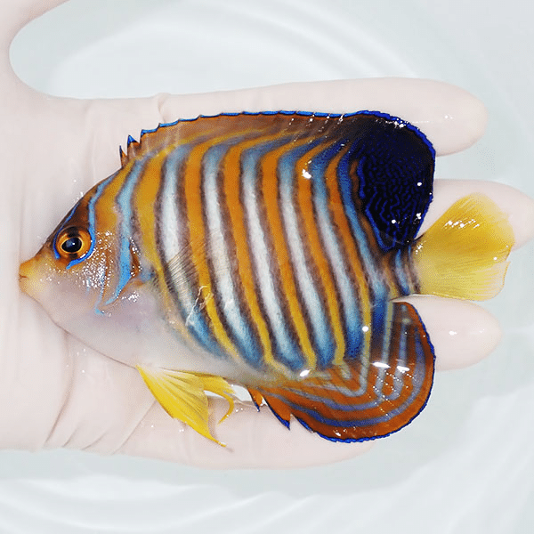 【現物3】冷凍ブラインOK ニシキヤッコ 11cm±