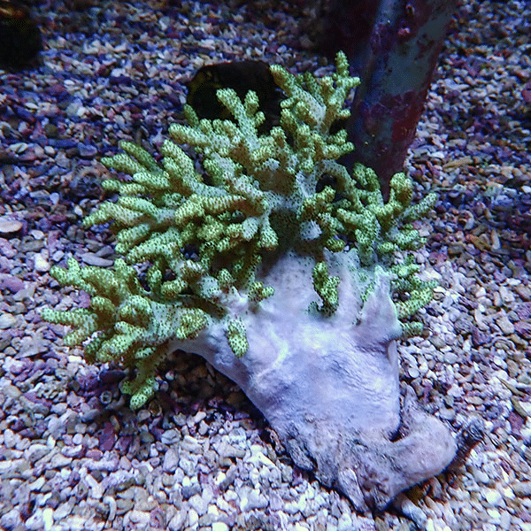 【サンゴ現物3】トサカ.sp 13-16cm 沖縄産