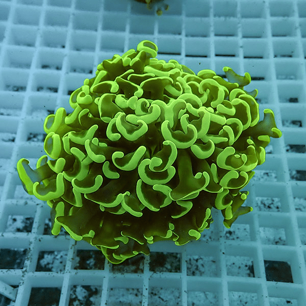 【サンゴ現物3】ナガレハナサンゴ