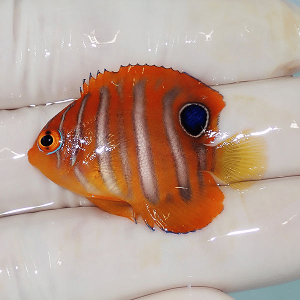 【現物3】ニシキヤッコ 4cm±