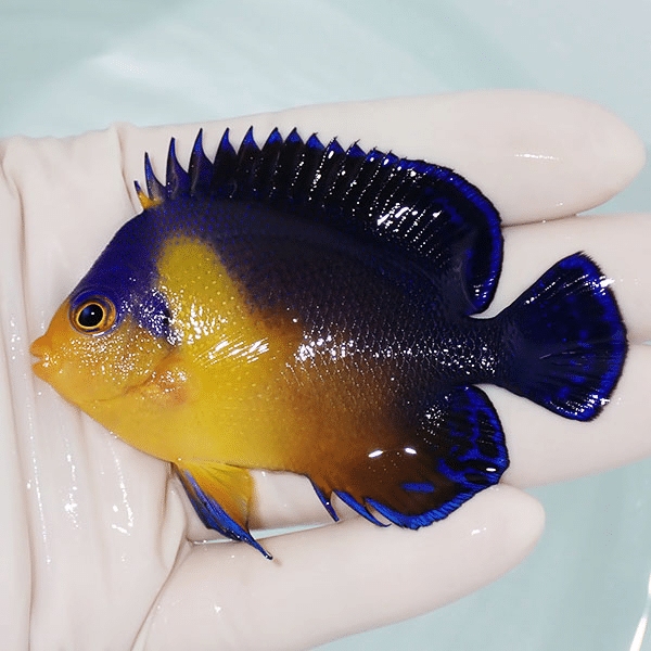 【現物3】スミレヤッコ 8cm±