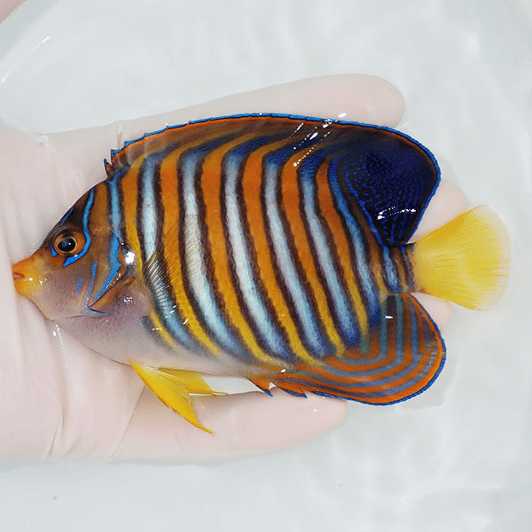 【現物3】ニシキヤッコ 12.5cm±