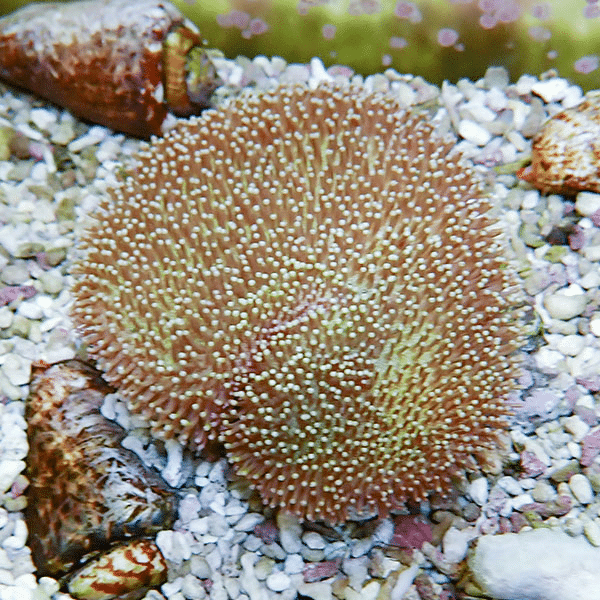 【サンゴ現物14】ウミキノコ 7-5cm