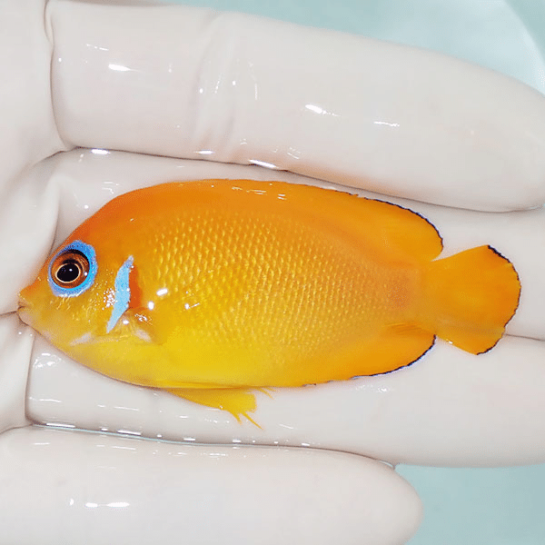 【現物4】レモンピール 6.5cm±