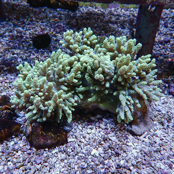 【サンゴ現物4】トサカ.sp 18-13cm 沖縄産