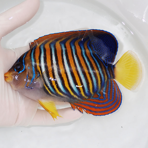 【現物4】ニシキヤッコ 14.5cm±