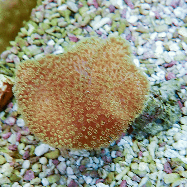 【サンゴ現物15】ウミキノコ 5-5cm