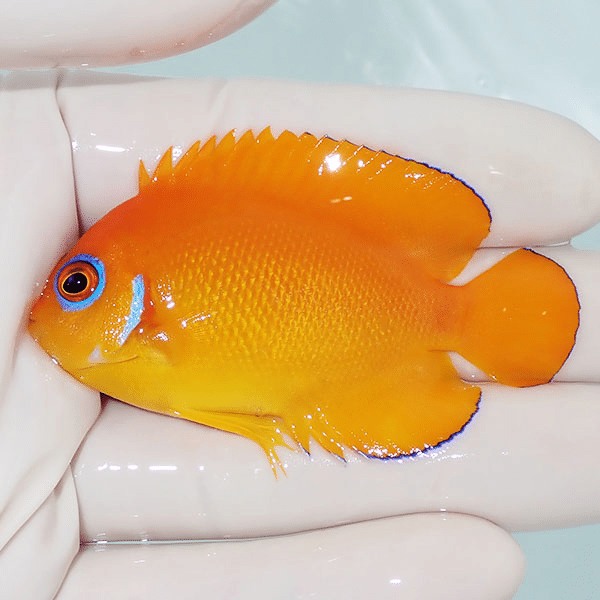 【現物5】レモンピール 6.5cm±