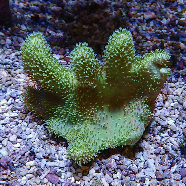 【サンゴ現物5】トサカ.sp 10-10cm沖縄産