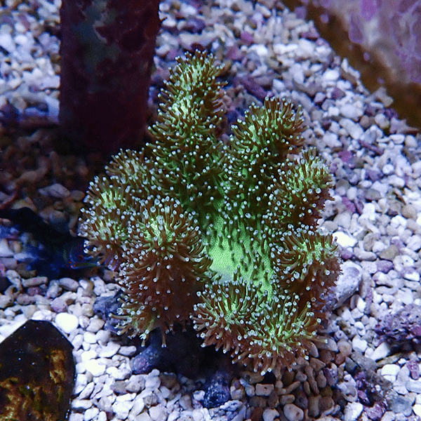 【サンゴ現物6】トサカ.sp 9-8cm沖縄産