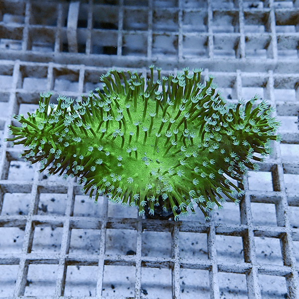 【サンゴ現物7】トサカ.sp 9-7cm沖縄産