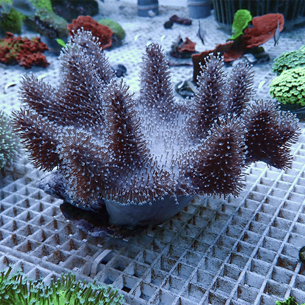 【サンゴ現物8】トサカ.sp 20-18cm沖縄産