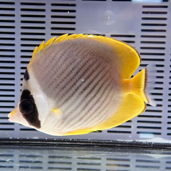 クラカケチョウ 8-10cm±