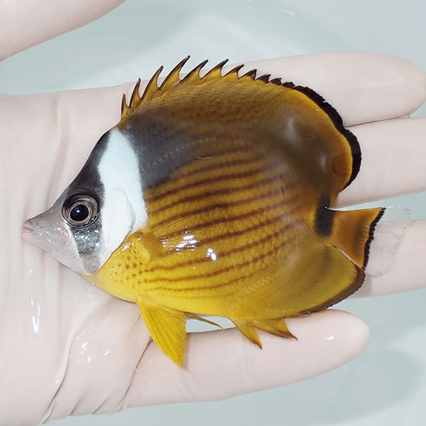 【現物】ハイブリッドバタフライ(チョウハン×ナミチョウ) 9cm±