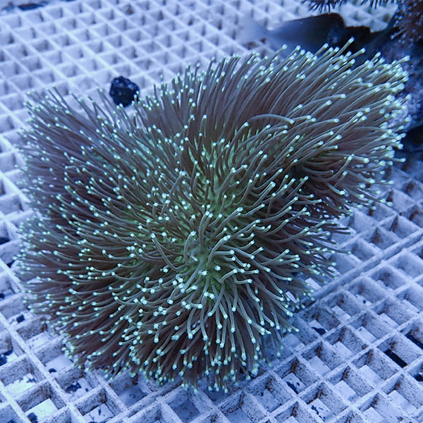 【サンゴ現物11】ロングポリプ ウミキノコ 16-14cm