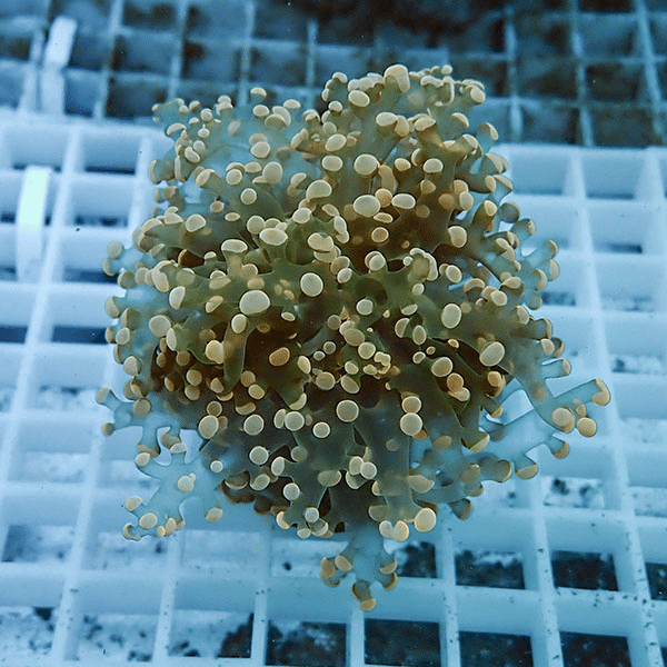 【サンゴ現物1】タコアシサンゴ フラグ