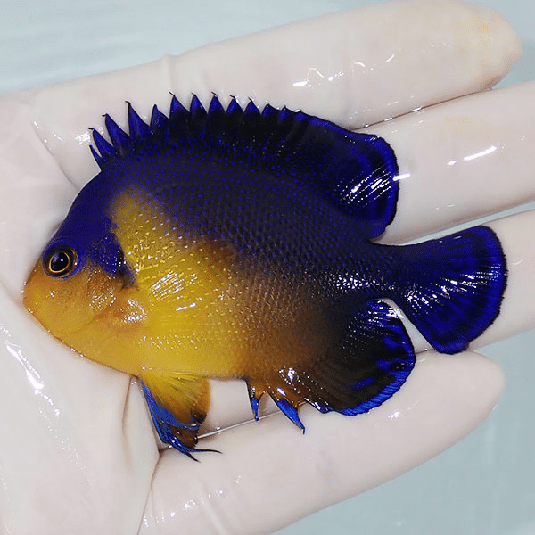 【現物1】スミレヤッコ 7.5cm±