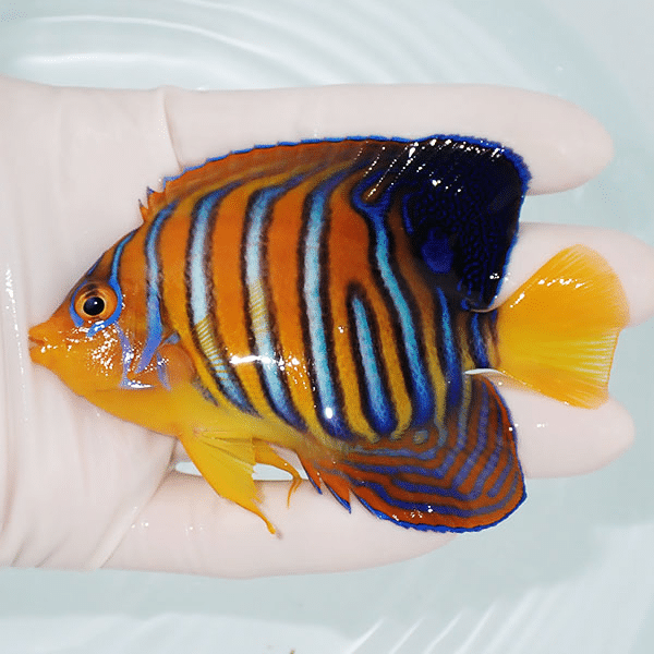 【現物1】モルディブ産インドニシキヤッコ 9cm±