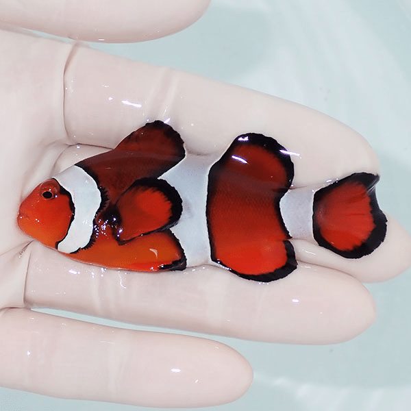 【現物1】カクレクマノミbig 8cm±