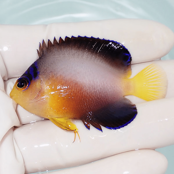 【現物2】マルチカラーエンゼル 6cm±