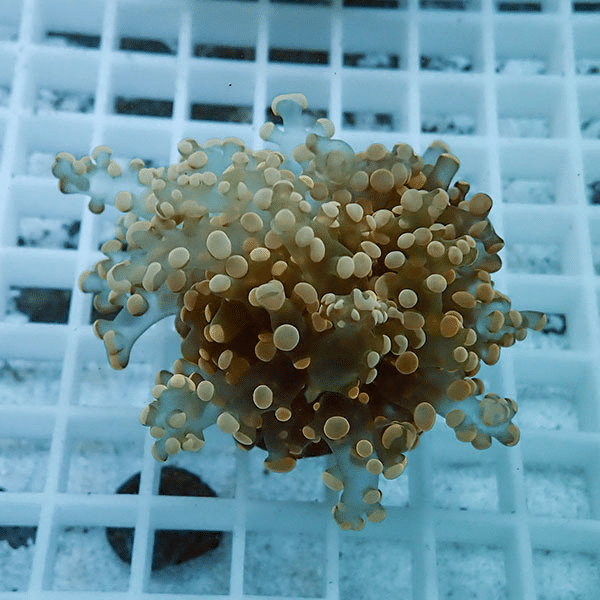 【サンゴ現物2】タコアシサンゴ フラグ