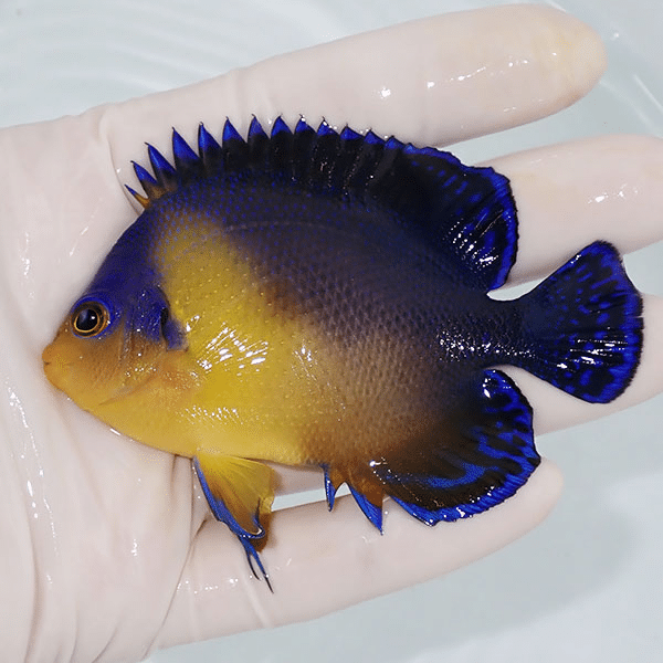 【現物2】スミレヤッコ 8.5cm±