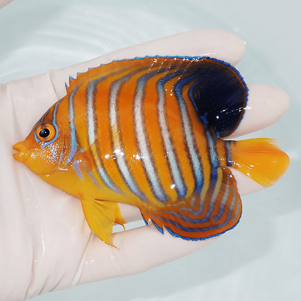 【現物2】モルディブ産インドニシキヤッコ 10cm±