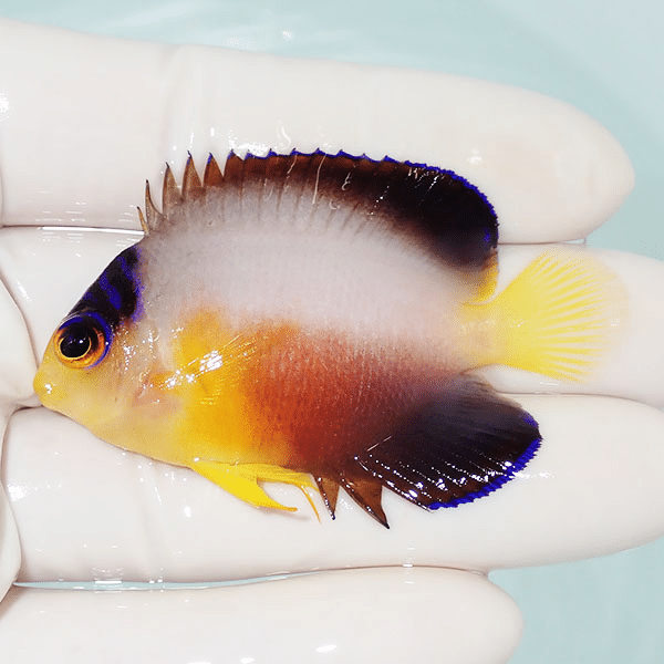 【現物3】マルチカラーエンゼル 6cm±