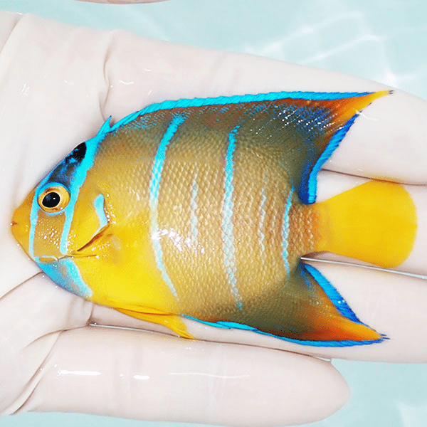 【現物3】タウンゼントエンゼル 7.8cm±