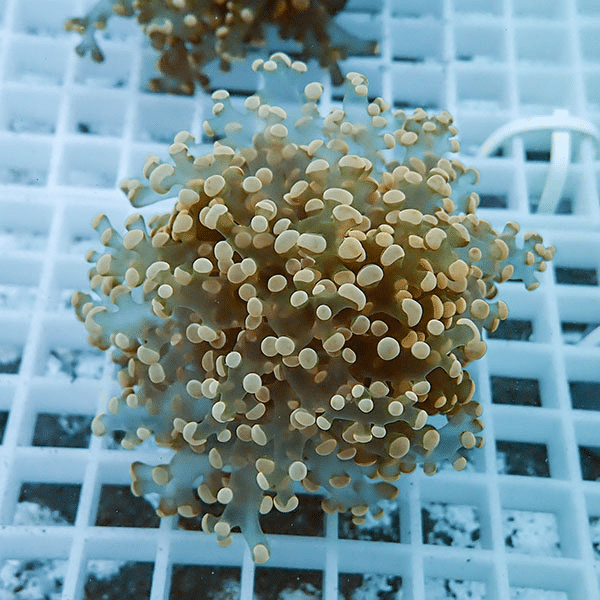 【サンゴ現物3】タコアシサンゴ フラグ