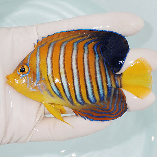 【現物3】モルディブ産インドニシキヤッコ 9cm±