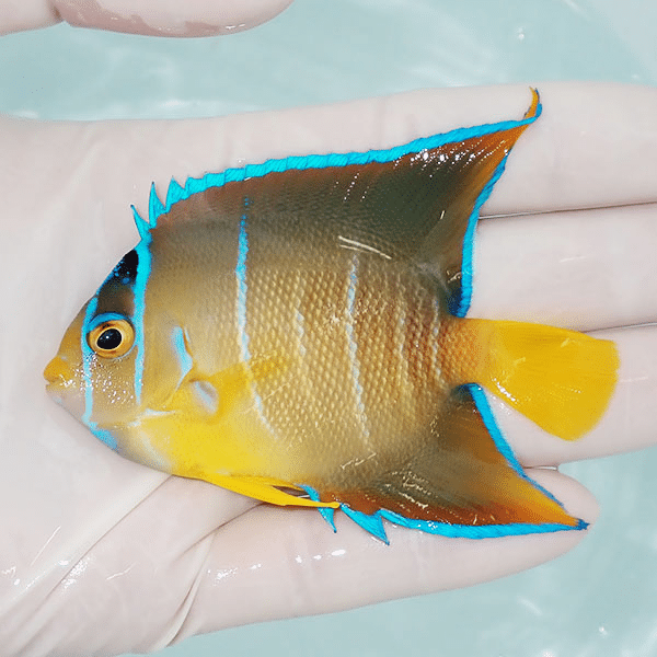 【現物4】タウンゼントエンゼル 8cm±