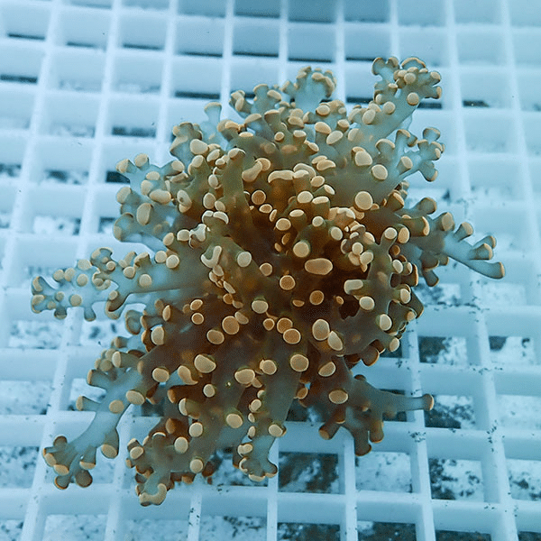 【サンゴ現物4】タコアシサンゴ フラグ