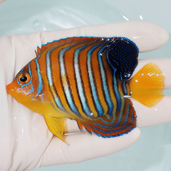 【現物4】モルディブ産インドニシキヤッコ 8.7cm±