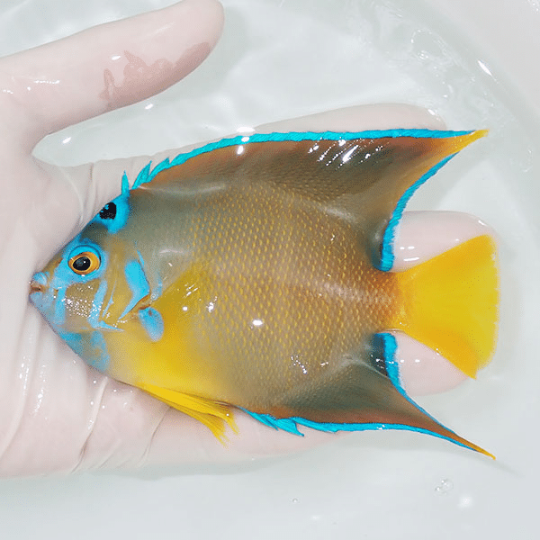 【現物5】タウンゼントエンゼル 12.5cm±