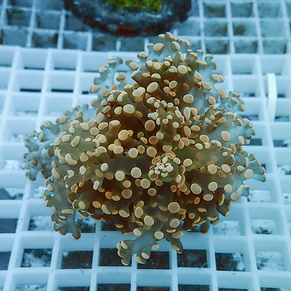 【サンゴ現物5】タコアシサンゴ フラグ