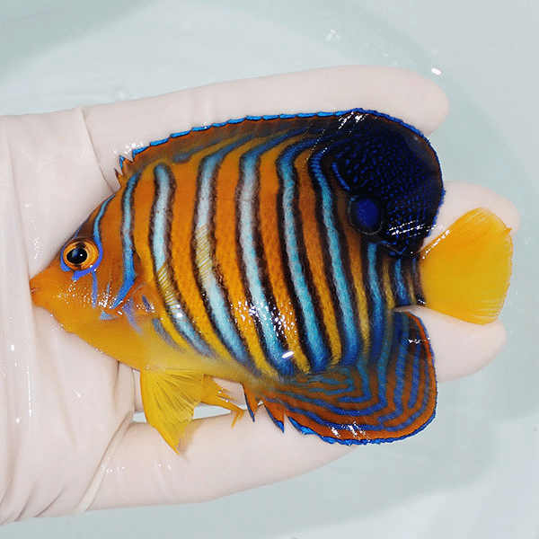 【現物5】モルディブ産インドニシキヤッコ 9.5cm±