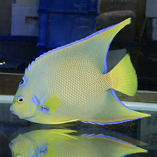 【現物6】タウンゼントエンゼル 17cm±