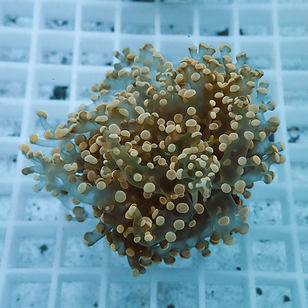 【サンゴ現物6】タコアシサンゴ フラグ