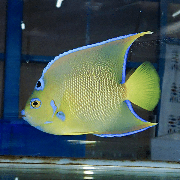 【現物7】タウンゼントエンゼル 14cm±