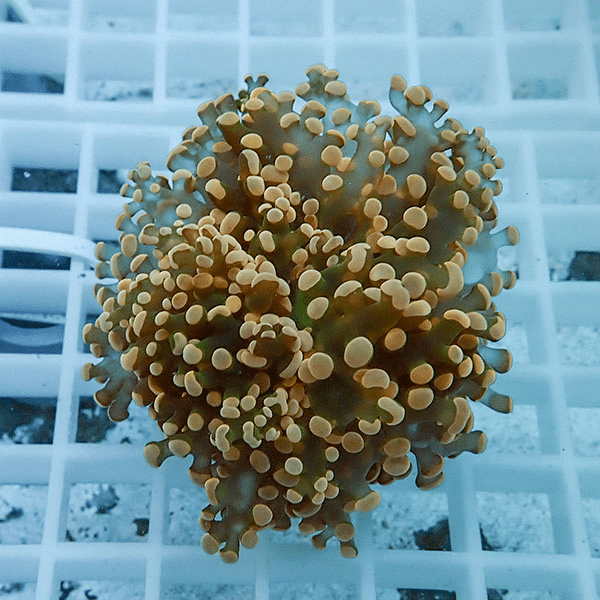 【サンゴ現物7】タコアシサンゴ フラグ