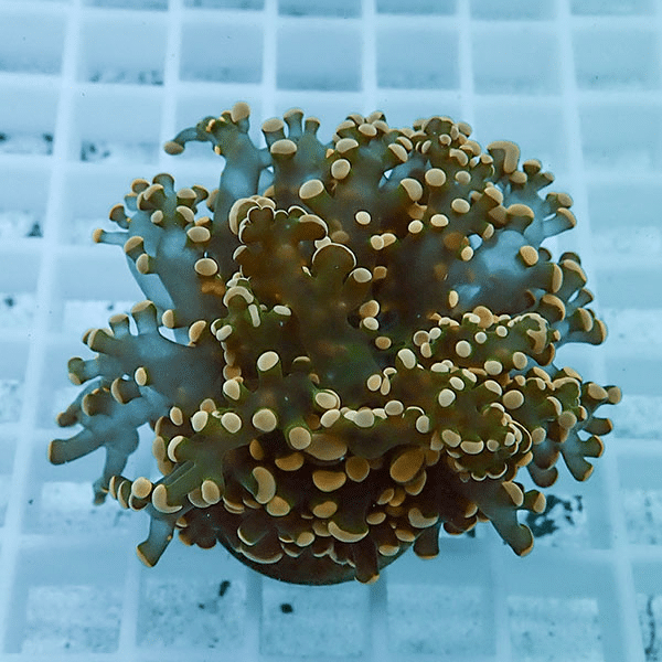 【サンゴ現物8】タコアシサンゴ フラグ