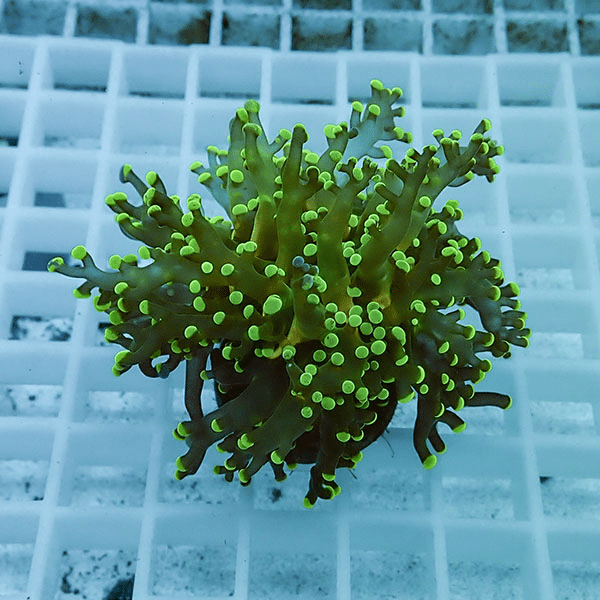 【サンゴ現物9】タコアシサンゴ フラグ