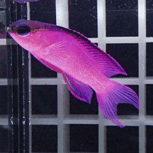 Pink and purple tropical fish swimming near a grid-pattern aquarium wall, facing left. It has a dark eye and extended dorsal fin color gradients from pink to purple.