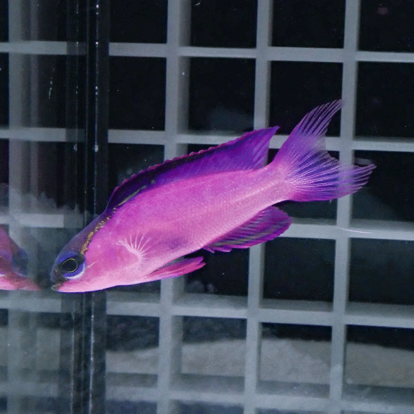 【現物2】ブラックキャップバスレット 4cm± カリブ産