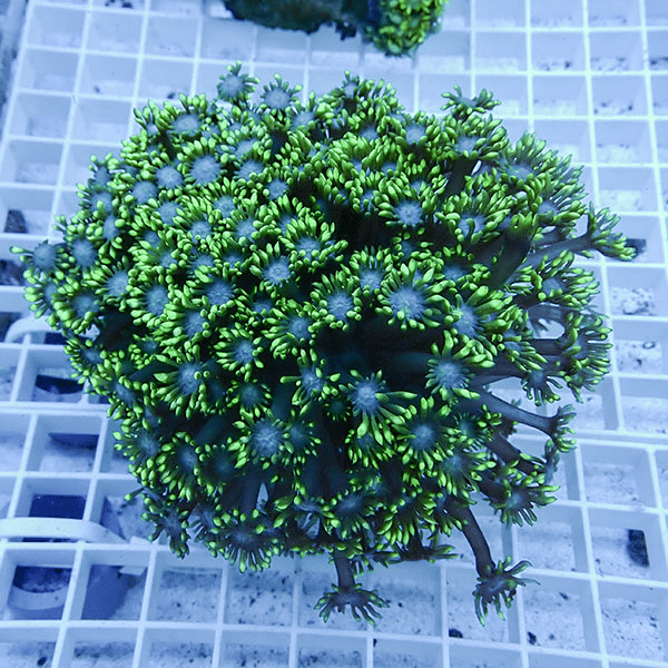 【サンゴ現物10】ハナガササンゴ