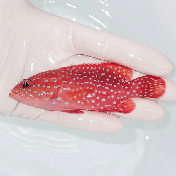 【現物1】ユカタハタ 10.5cm±