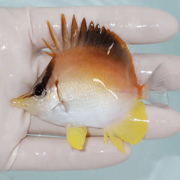 【現物】カリビアンロングスナウト 7.5cm±