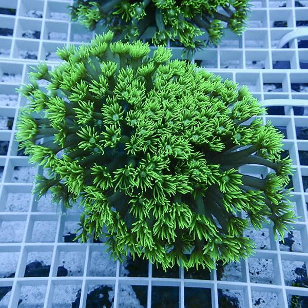 【サンゴ現物1】ハナガササンゴ